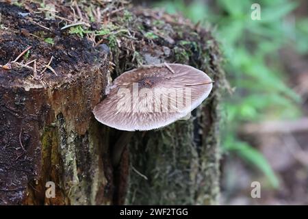 Pluteus umbrosus, known as velvet shield, wild mushroom from Finland Stock Photo