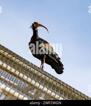 Northern Bald Ibis sitting on rooftop in Turkey. Stock Photo