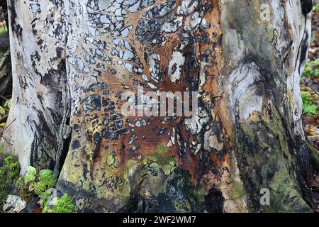 Textured wood surface of a massive elm stump Stock Photo