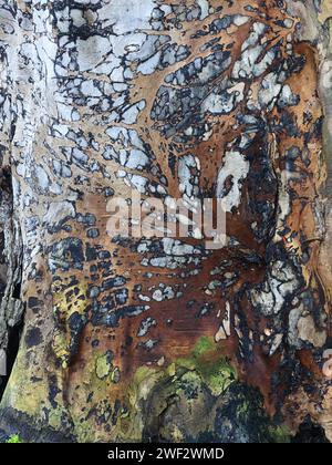 Textured wood surface of a massive elm stump Stock Photo