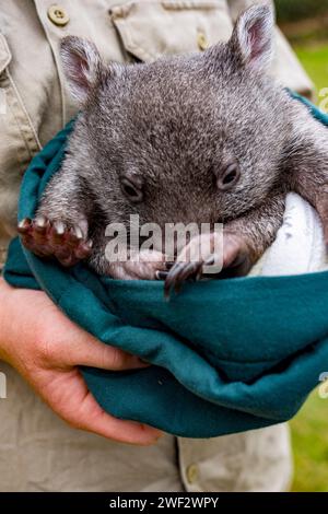 Bqby orphan wombat is fed by a volunteer in Tasmania, Australia. Stock Photo