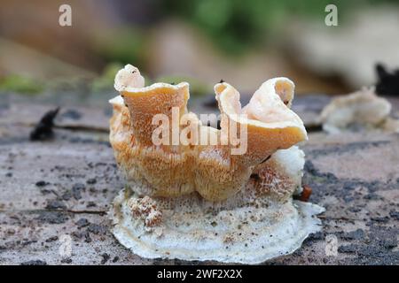 Gloeoporus dichrous, known as Gelatinous-pored Polypore or Bicoloured Bracket, wild bracket fungus from Finland Stock Photo