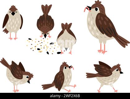 Set of different sparrow poses. Bird pecks seeds. Sparrow carries a worm in its beak. Vector illustration of bird animal sparrow, wildlife fauna pose Stock Vector