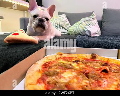 A French Bulldog lying on the sofa looking at delicious pizza Stock Photo
