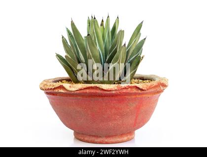 King of the Agaves plant isolated on white background Stock Photo