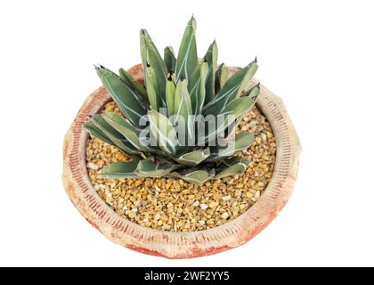 King agave succulent plant on white isolated background Stock Photo