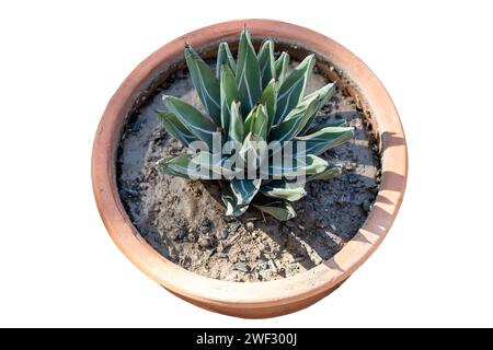 Agave nickelsiae in a clay pot on white background Stock Photo