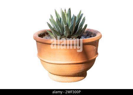 King Ferdinand Agave or Century plant on white isolated background Stock Photo