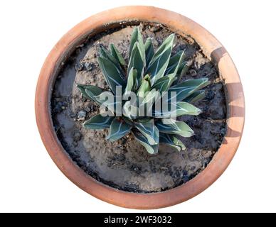 Agave nickelsiae plant on white isolated background Stock Photo
