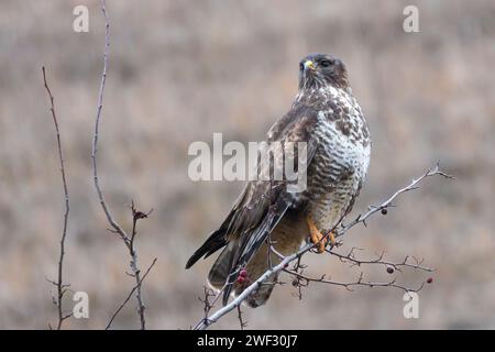 Buteo buteo perched on branch, common buzzard looking for prey in natural habitat Stock Photo