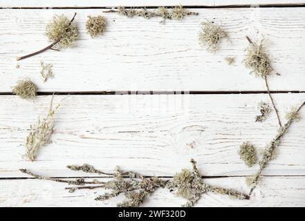 White rough wood board background with frame made with lichen. Flat lay view with copy space. Stock Photo