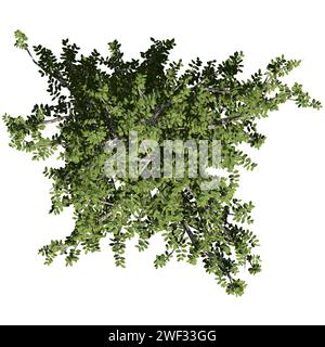 An Agarwood Tree top view isolated on white background Stock Photo