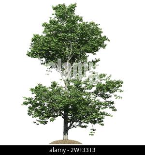 A Red Maple Tree front view isolated on white background Stock Photo
