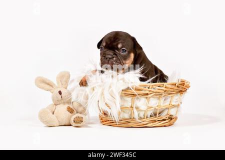 Cute tan French Bulldog dog puppy with toy plush bunny in wicker basket Stock Photo