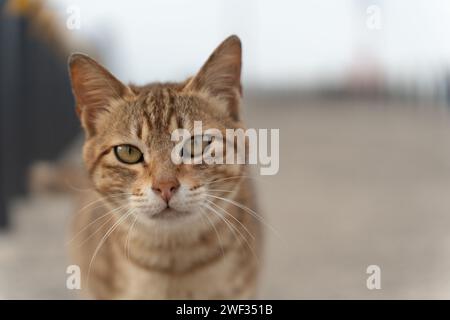 A beautiful and cute orange cat looking at the camera on the blurry background Stock Photo