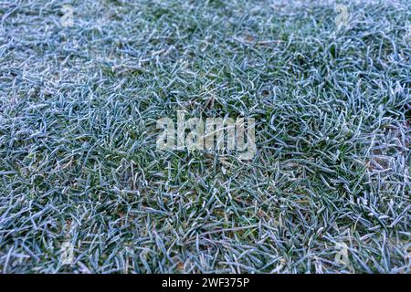 texture of grass with frozen Ice crystals Stock Photo