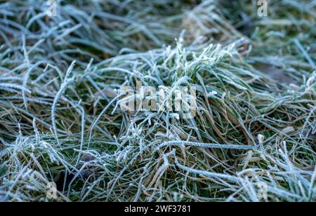 frost on grass in the winter landscape with Ice crystals Stock Photo