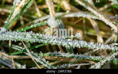 Ice crystals on a blade of grass in winter Stock Photo
