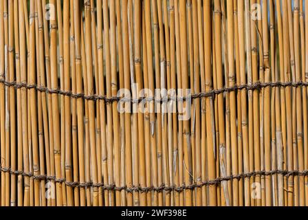 Yellow Bamboo canes stockade as background Stock Photo