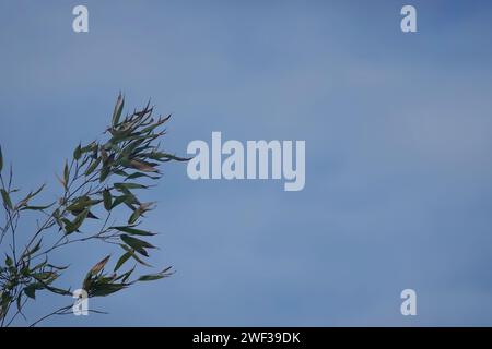 Natural scenic low angle decentralised view on bamboo leaves against a blue sky with copy-space Stock Photo