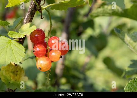 Red Currants Stock Photo