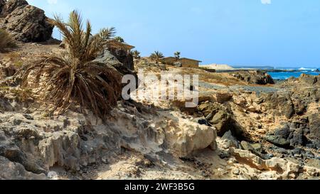 Palm tree growing out of a rocky cliff next to the ocean in Boa Vista island,  Cape Verde. High quality photo Stock Photo