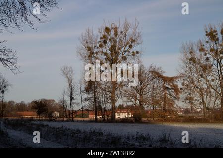 Village and Black Poplars Stock Photo