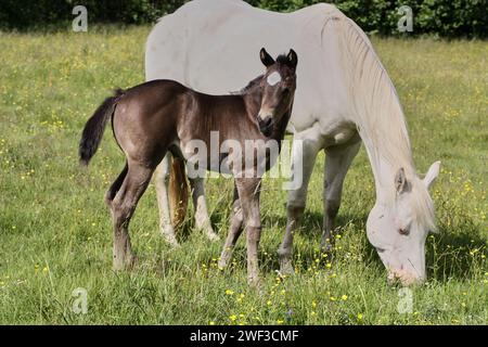 Beautiful Quarter Horse foal with mother mare on a sunny day in a meadow in Skaraborg Sweden Stock Photo