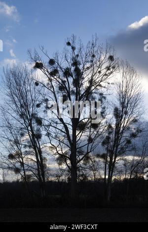 Poplars and Mistles Stock Photo