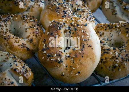 Freshly baked homemade "everything" bagels cooling on a wire rack. Stock Photo