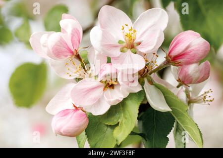 Bouquet of soft pink apple blossoms, in spring garden. Stock Photo