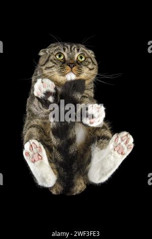 Cuddled cute kitten with very big scared eyes, shot from below on black background on glass. Stock Photo