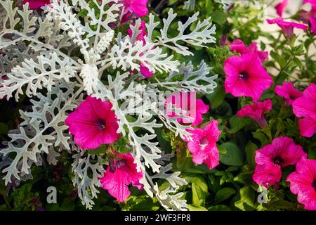 Senecio cineraria 'Silver Dust' shrub, and pink petunia flowers. Stock Photo