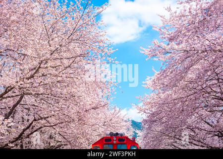Cherry blossom with train in spring in Korea is the popular cherry