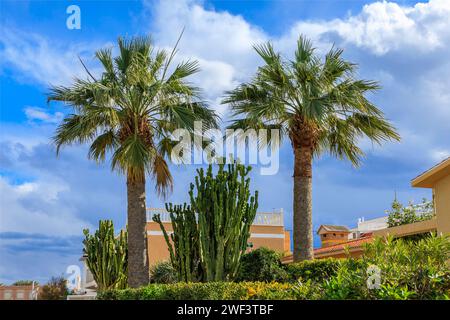 Date palms and cacti plants in a garden in Spain against a cloudy blue sky Stock Photo