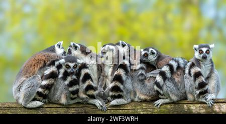 A group of ring-tailed lemurs on a wood log Stock Photo