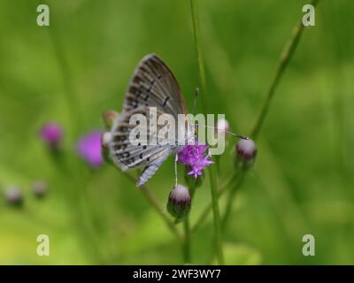 Beautiful butterfly consuming a purple magenta flower in the garden. Location: Jakarta, Indonesia. Suitable for background pictures, screensaver. Stock Photo