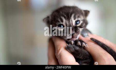 tiny cute bengal kitten charcoal colorin arms Stock Photo