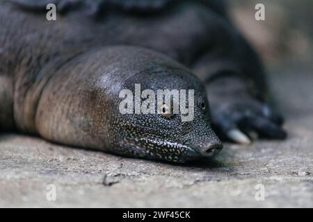Portrait of a resting turtle Trionyx triunguis. Stock Photo