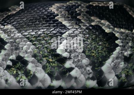 Close-up photo of snake scales. Stock Photo