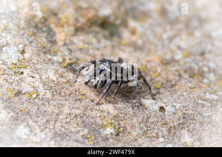 A tiny jumping spider walking on a rock Stock Photo