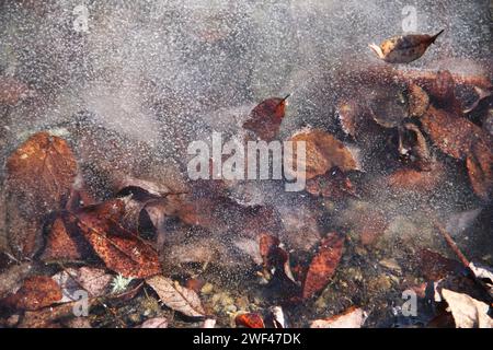 Autumn leaves under the ice of a pond Stock Photo