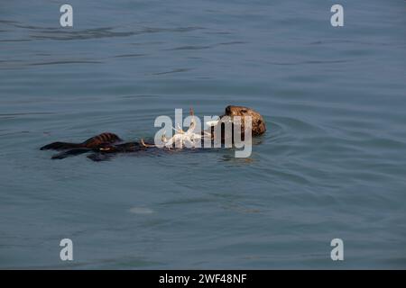 sea otter, Enhydra lutris, eating a snow crab, Chionoecetes opilio, in Kenai Fjords National Park, Resurrection Bay, Alaska Stock Photo