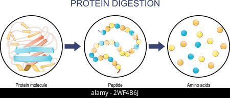 Protein Digestion. Enzymes proteases and peptidases are digestion breaks the protein into smaller peptide chains and into single amino acids, which ar Stock Vector