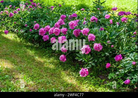 Pink fresh peonies in the summer, selective focus. Beautiful bushes of royal peonies in the garden. Stock Photo