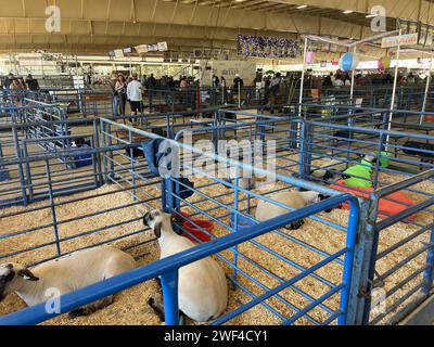 United States. 08th July, 2023. View of a livestock competition featuring market goats at Alameda County Fair, Pleasanton, California, July 8, 2023. (Photo by Smith Collection/Gado/Sipa USA) Credit: Sipa USA/Alamy Live News Stock Photo