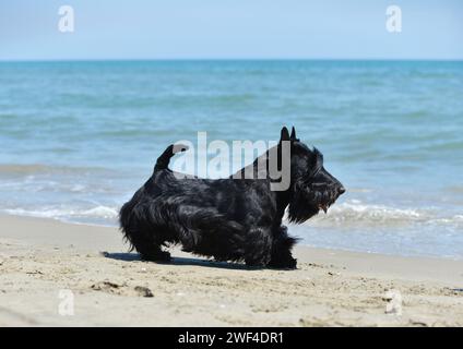scottish terrier with running on the beach in summer Stock Photo