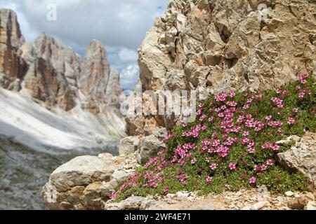 Mountain flowers, dolomiten fingerkraut, potentilla nitida, the pink cinquefoil, potentilla delle dolomiti, dolomites italy Stock Photo