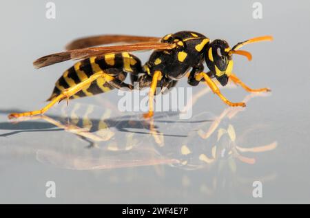 Mirroring wasp, European common wasp German wasp or German yellow jacket isolated on white background in latin Vespula Vulgaris or Germanica Stock Photo