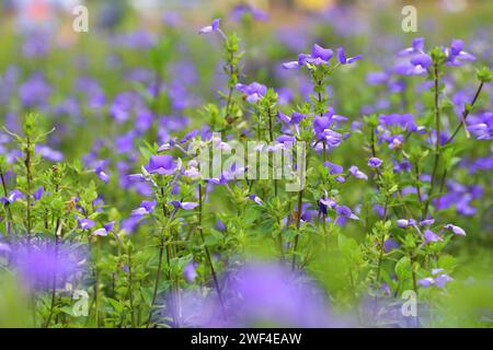 Brazilian Snapdragon or Amazon Blue flower are blooming on tree in the winter garden. Stock Photo